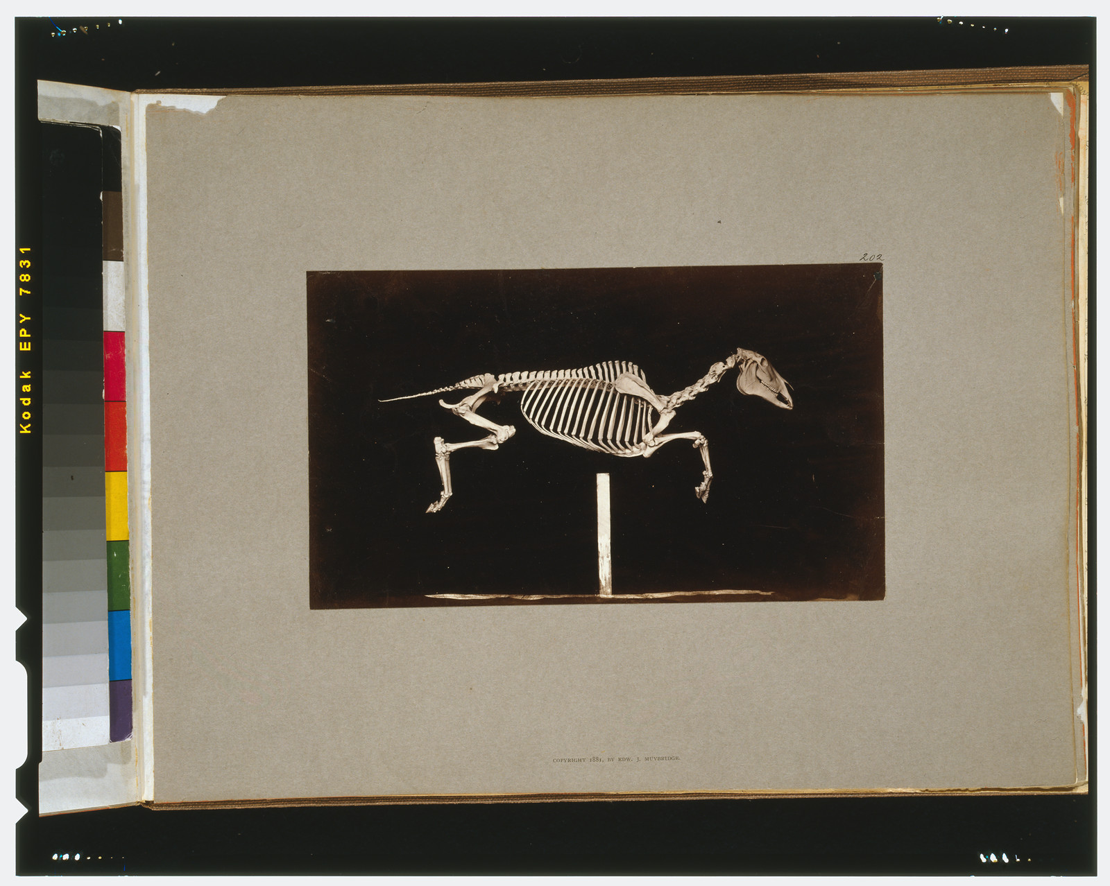 Skeleton of horse. Leaping. Leaving the ground, [San Francisco] : Muybridge, c1881. — historic photograph