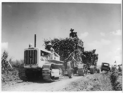 [Caterpillar tractor drawing carts loaded with cut sugar cane to nearest railroad spur. Central America]