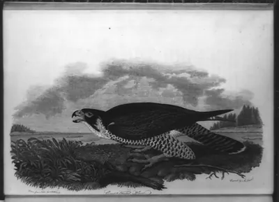 Great-footed hawk / drawn from nature by A. Wilson ; engvd. by A. Lawson.