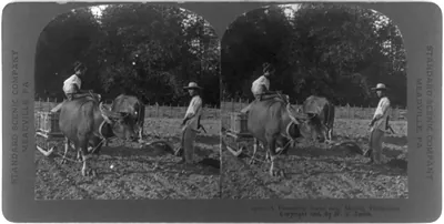 A ploughing scene near Manila, Philippines