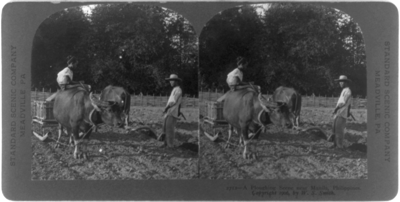 A ploughing scene near Manila, Philippines, c1906. — historic photograph