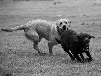 Two black and yellow Labradors running on a grassy field