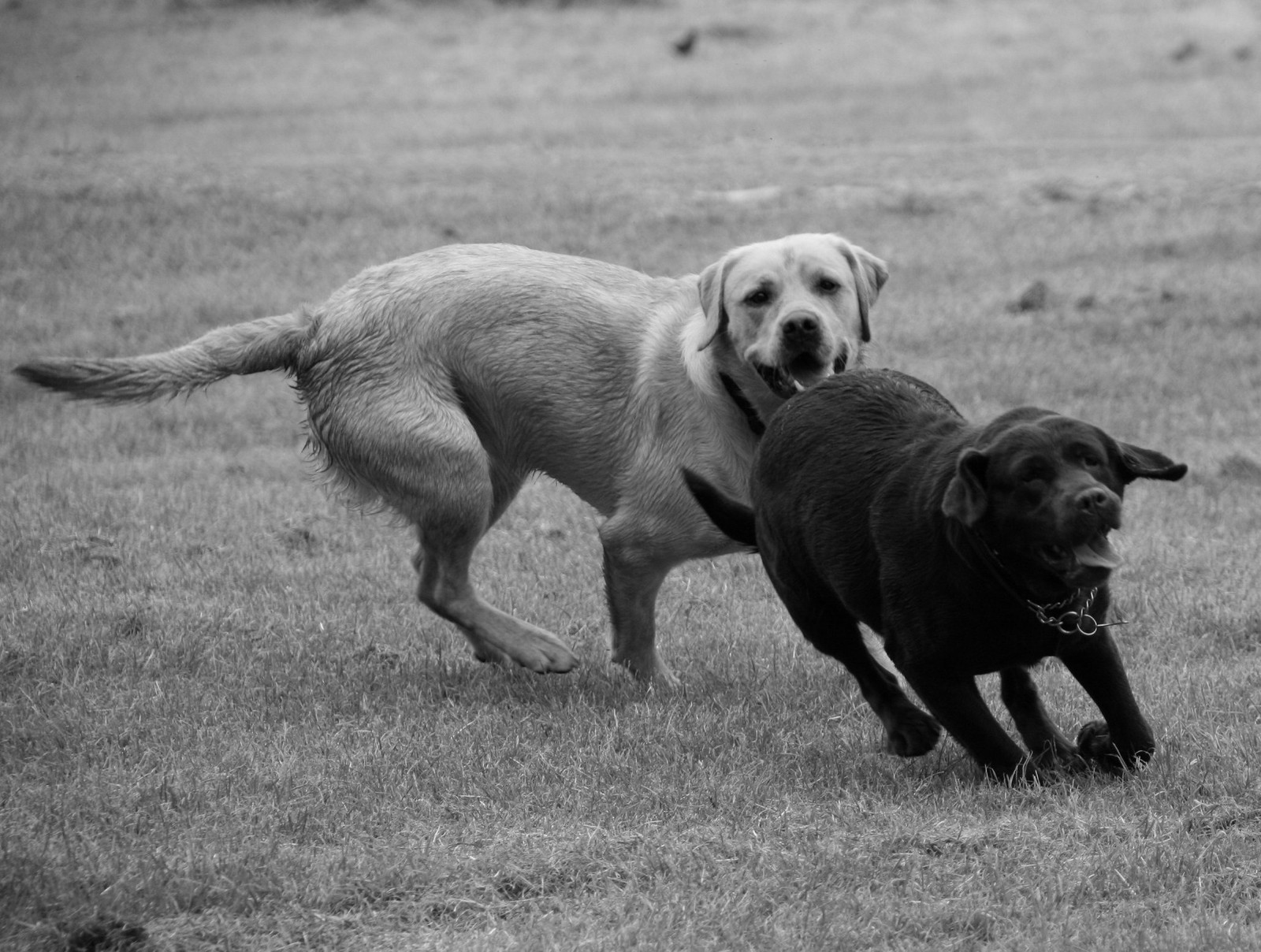 Two black and yellow Labradors running on a grassy field — historic image