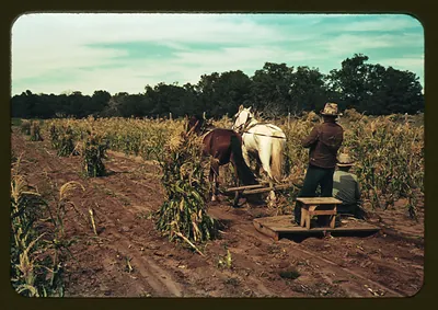 Horses pulling a wagon through a cornfield at harvest