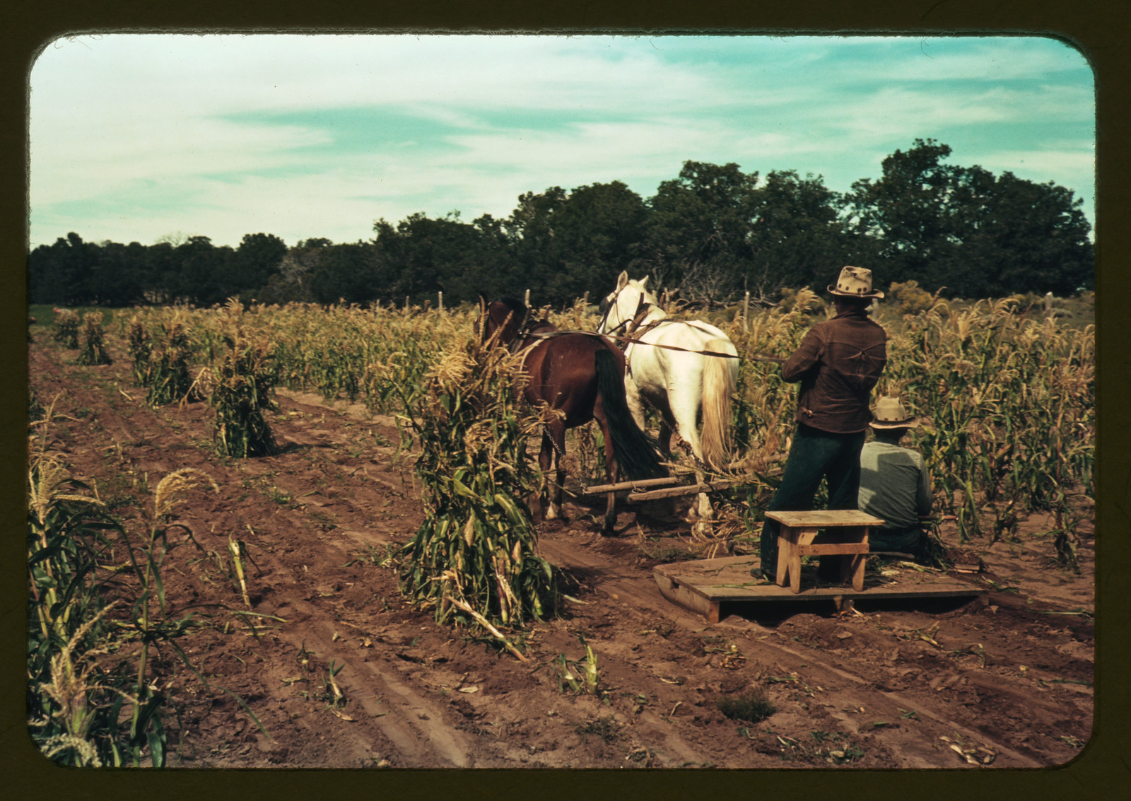 Horses pulling a wagon through a cornfield at harvest — historic image