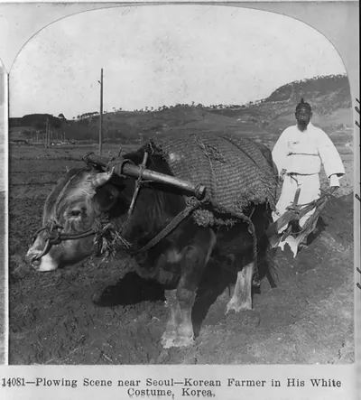 Plowing scene [with ox] near Seoul - Korean farmer in his white costume, Korea