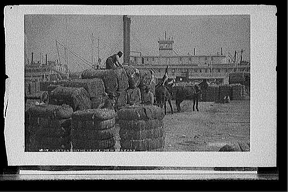Cotton on the levee, New Orleans, [between 1880 and 1897] — historic photograph