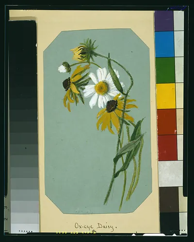 Ox-eye daisy & black-eyed susan