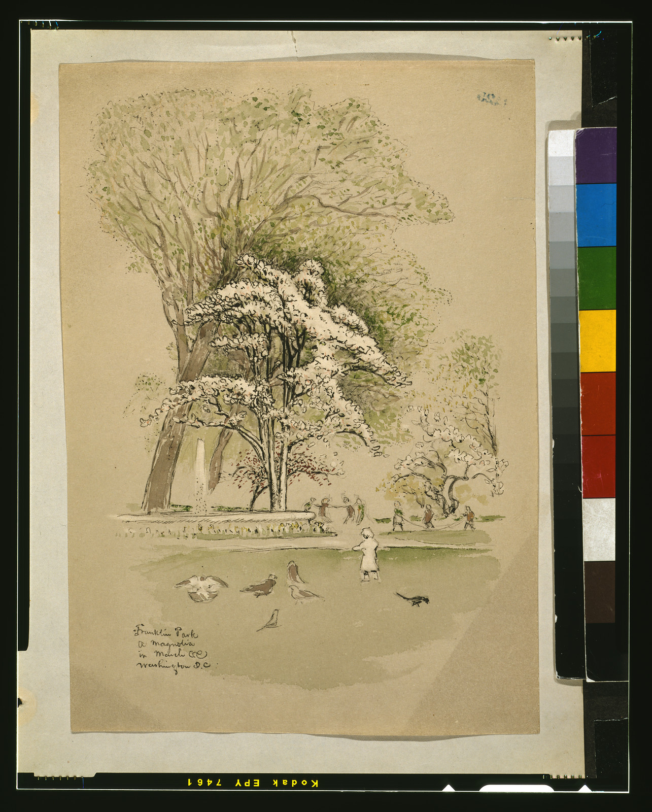 Franklin Park, a magnolia in March [...], Washington, D.C. — historic drawing