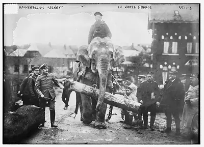 Hagenbeck's "Jenny" in N. Fr.
