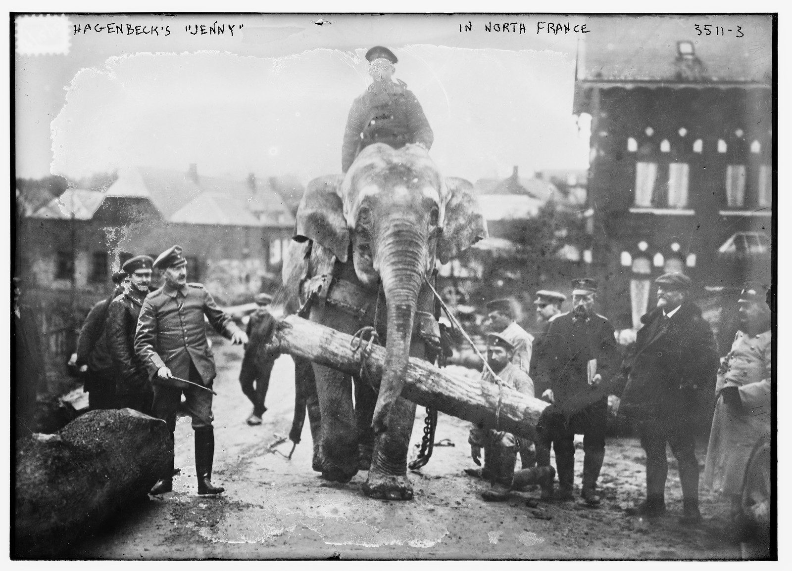 Hagenbeck's "Jenny" in N. Fr., n/a — historic photograph
