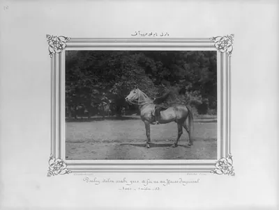 [The gray Arabian horse named Darli] / Constantinople, Abdullah Frères.