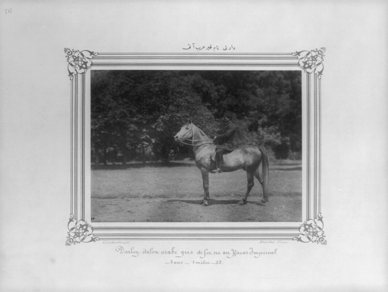 [The gray Arabian horse named Darli] / Constantinople, Abdullah Frères., [between 1880 and 1893] — historic photograph