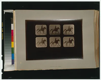 Horses. Irregular
