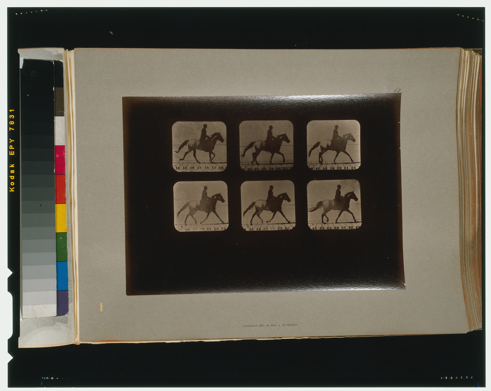 Horses. Irregular, [San Francisco] : Muybridge, c1881. — historic photograph
