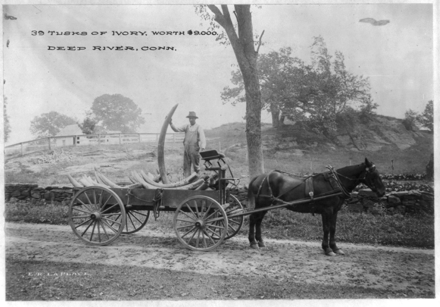 [Man standing in horse-drawn wagon with 39 tusks of ivory, worth $9,000, Deep River, Conn.], [no date recorded on caption card] — historic photograph