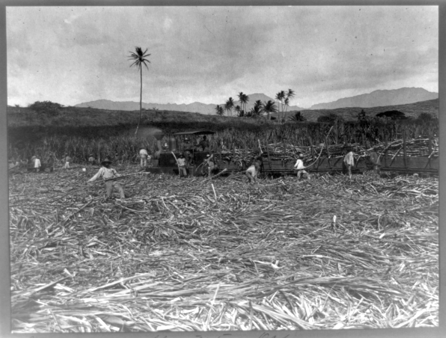 [A Sugar cane plantation, Oahu], [betweem 1906 and 1916] — historic photograph