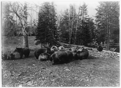 Grizzly bears (silvertips), Yellowstone National Park