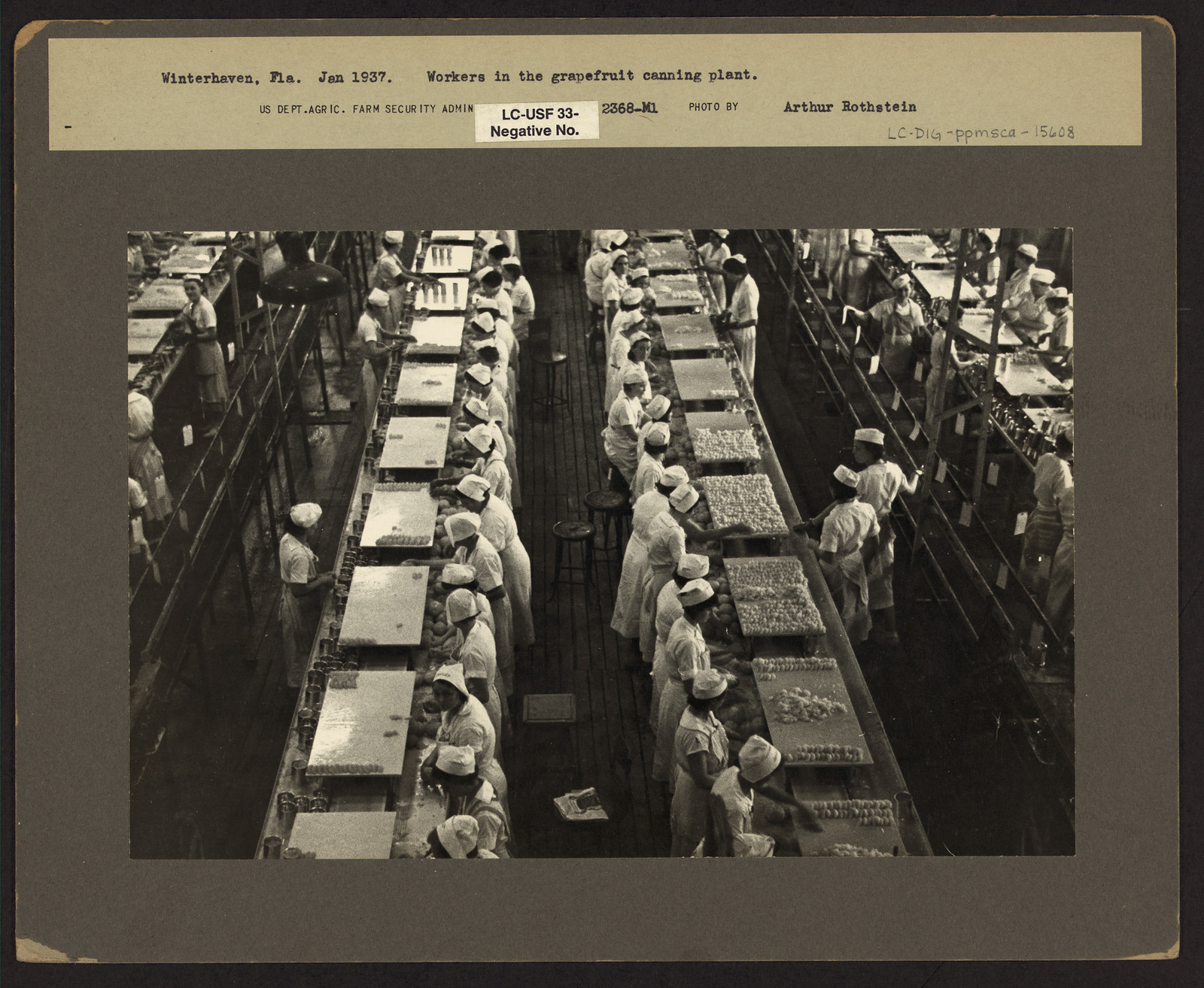 Workers in the grapefruit canning plant, Winterhaven, Florida — historic image