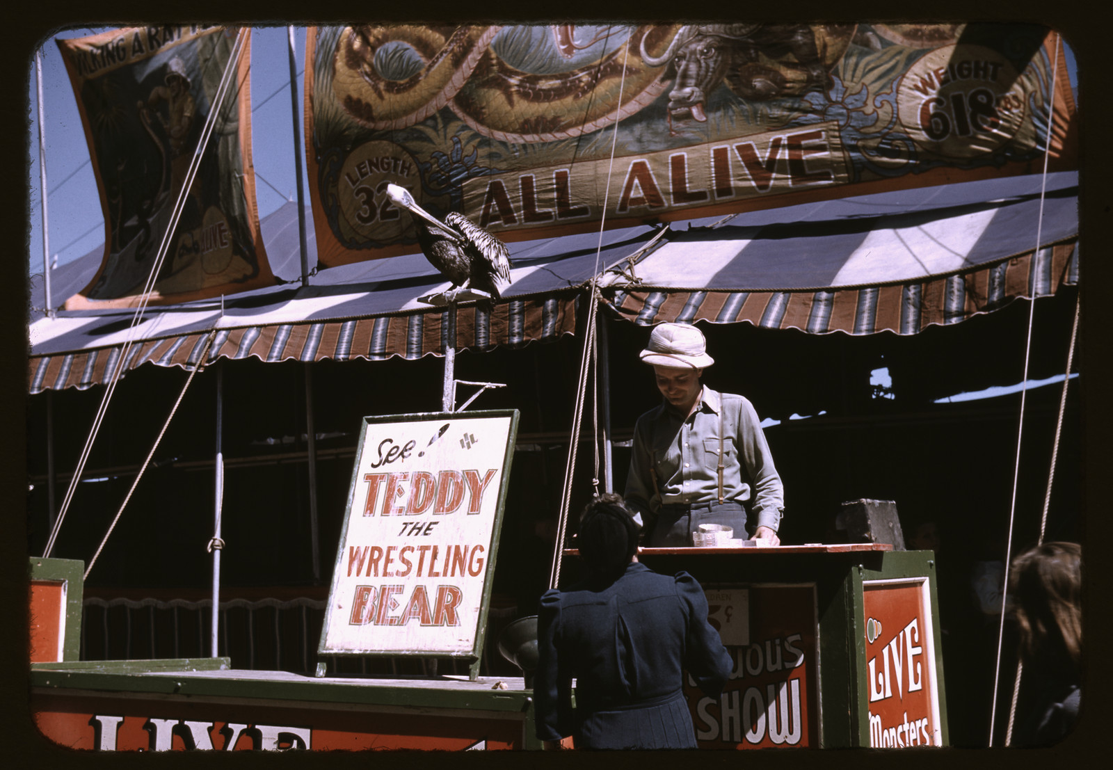 Sideshow barker beside Teddy the Wrestling Bear sign — historic image