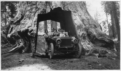 Group in auto passing through tunnel cut through roots of gigantic tree, western U.S.