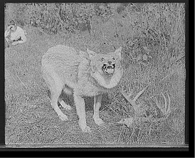 [A Northern Michigan timber wolf, Sault Sainte Marie]