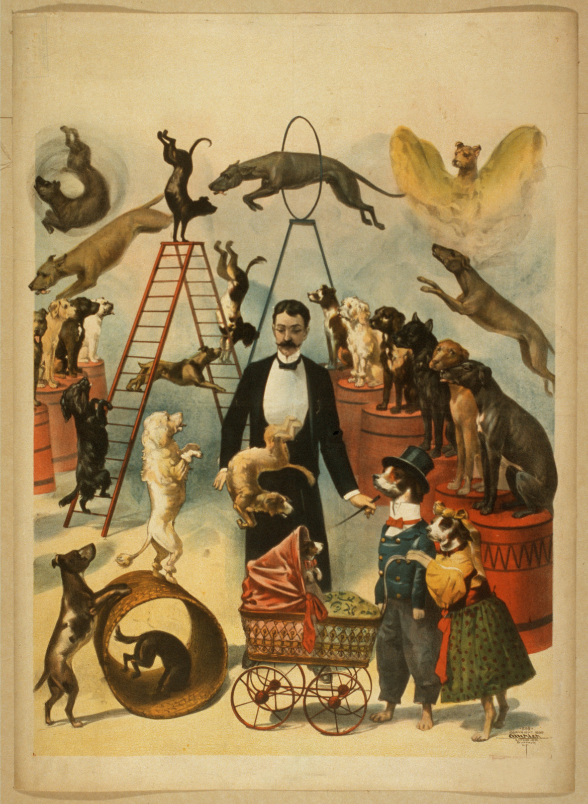 [Trained dog act], 1899 — historic image