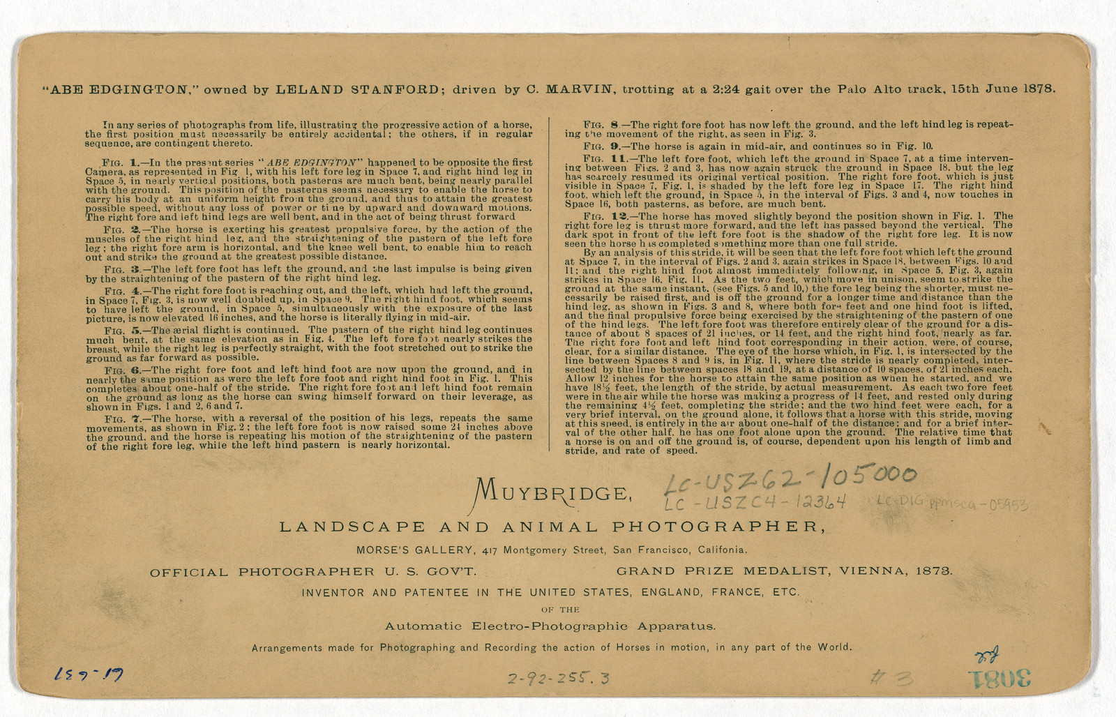 Muybridge card: Abe Edgington trotting horse motion study text — historic image
