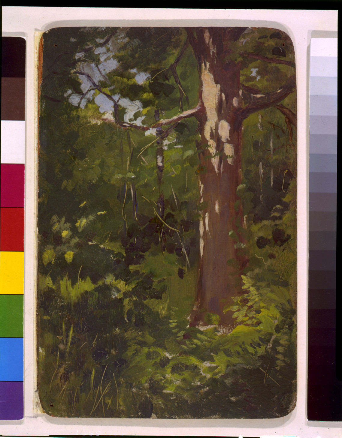 Sketch of a Birch Tree in Dense Forest Undergrowth — historic image