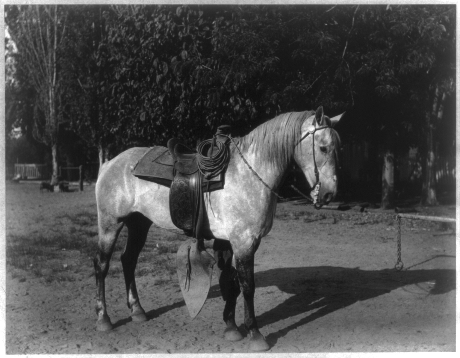 Kern County, Ca.: A Vaquero's Horse on Lakeside Ranch, 1888 — historic photograph