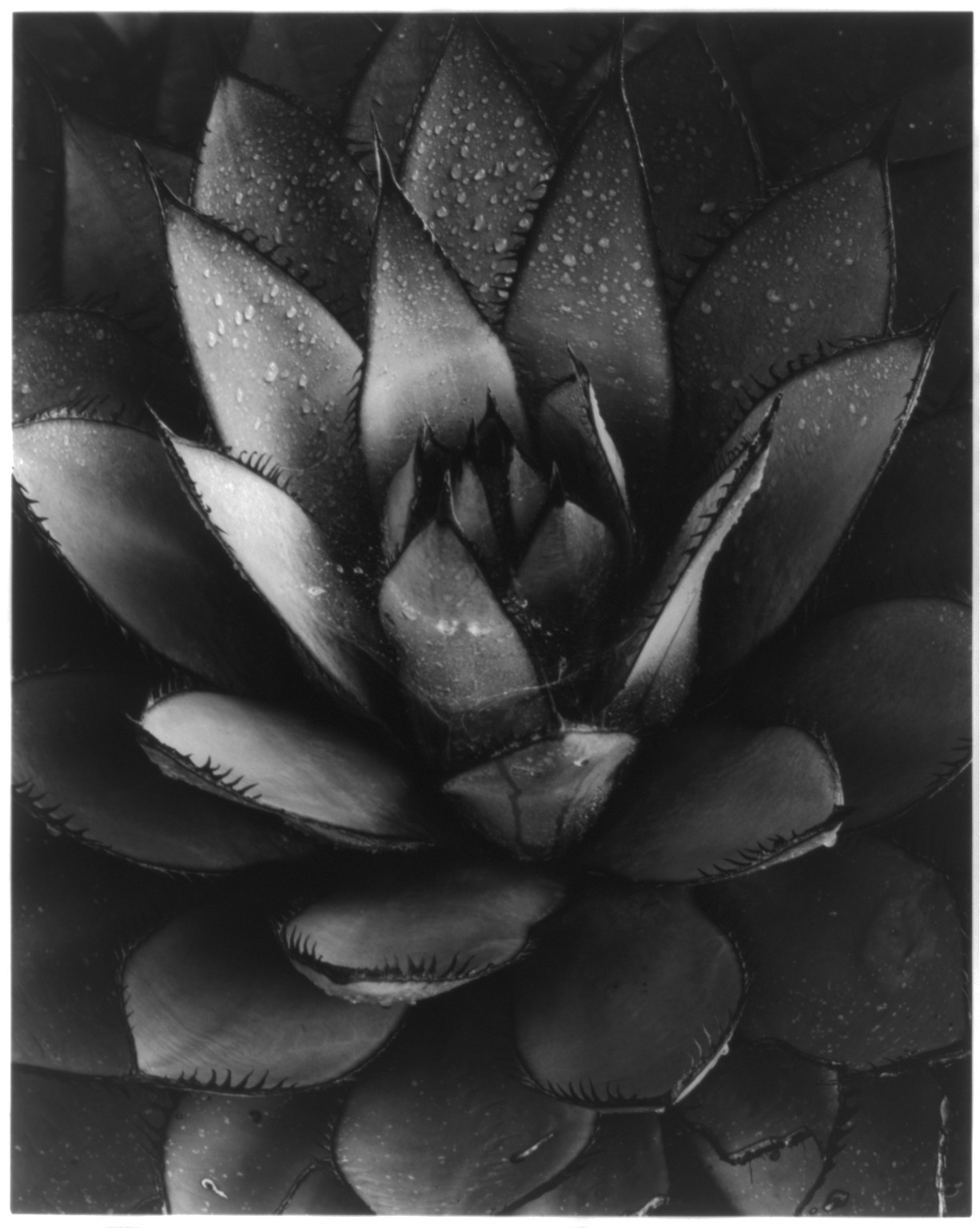 [Spiney Succulent Leaves], 1967 — historic photograph