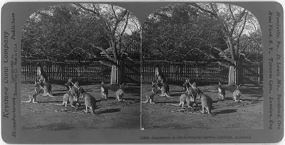 Australia: Kangaroos in the Zoological Garden, Adelaide
