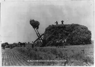 A Hay Ranch in Colorado [men and horses in field, with a large stack of hay being stacked with the use of a machine], Fort Morgan, Col.