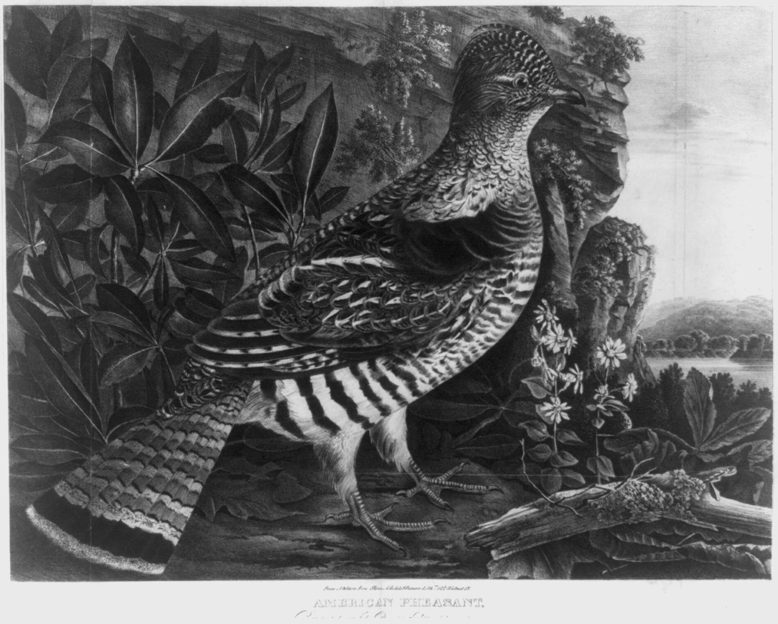 American pheasant, c1832 Nov. 26. — historic print