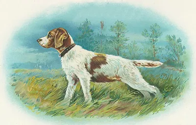 Brown and white pointer dog standing in a grassy field