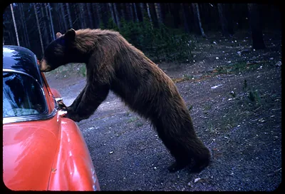Black bear standing on hind legs at a red car