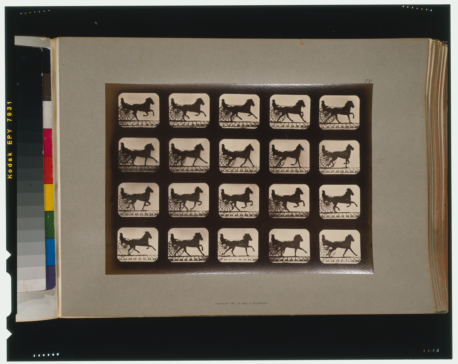 Horses. Irregular, [San Francisco] : Muybridge, c1881. — historic photograph