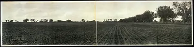 Beetfield, Arizona, 1912