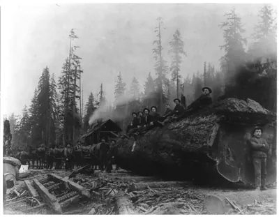 Logging in Cascade Mtns.: horses hauling spruce log 30 feet in circumference