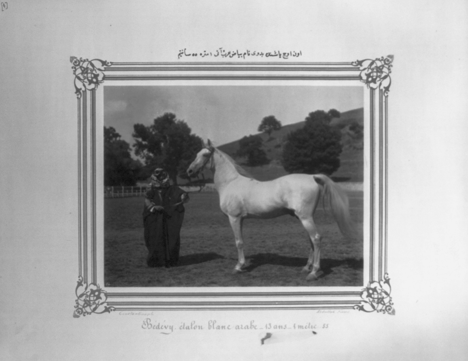 [The white Arabian horse named Bedevi, 13 years old, 1 meter and 55 centimeters] / Constantinople, Abdullah Frères., [between 1880 and 1893] — historic photograph