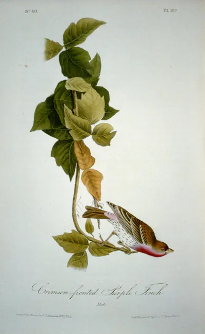 Crimson Fronted Purple Finch