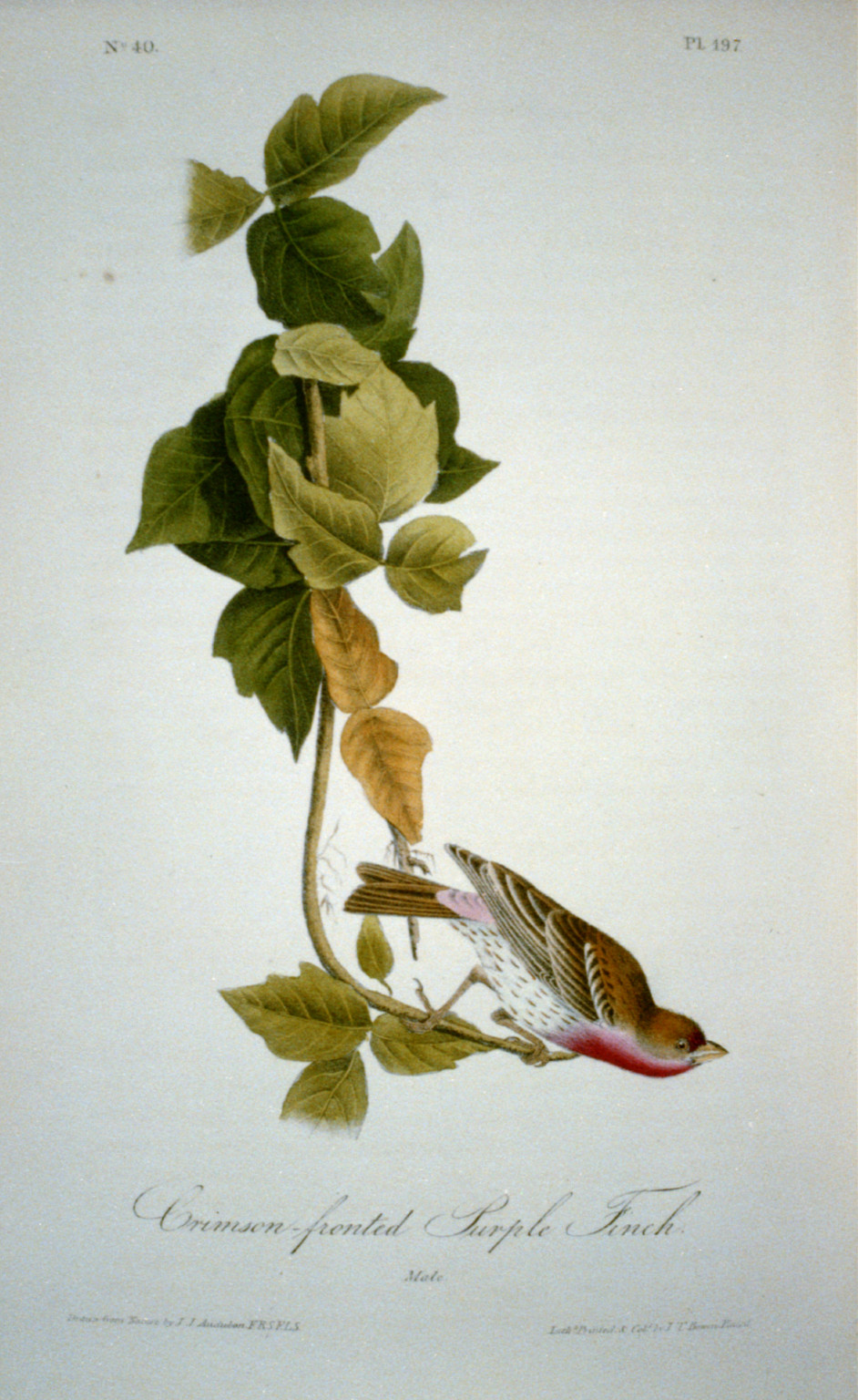 Crimson Fronted Purple Finch, [no date recorded on caption card] — antique engraving