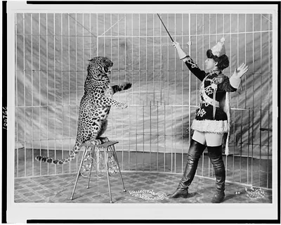 Vallecita's leopards / The Photo Crafts Shop of Denver.