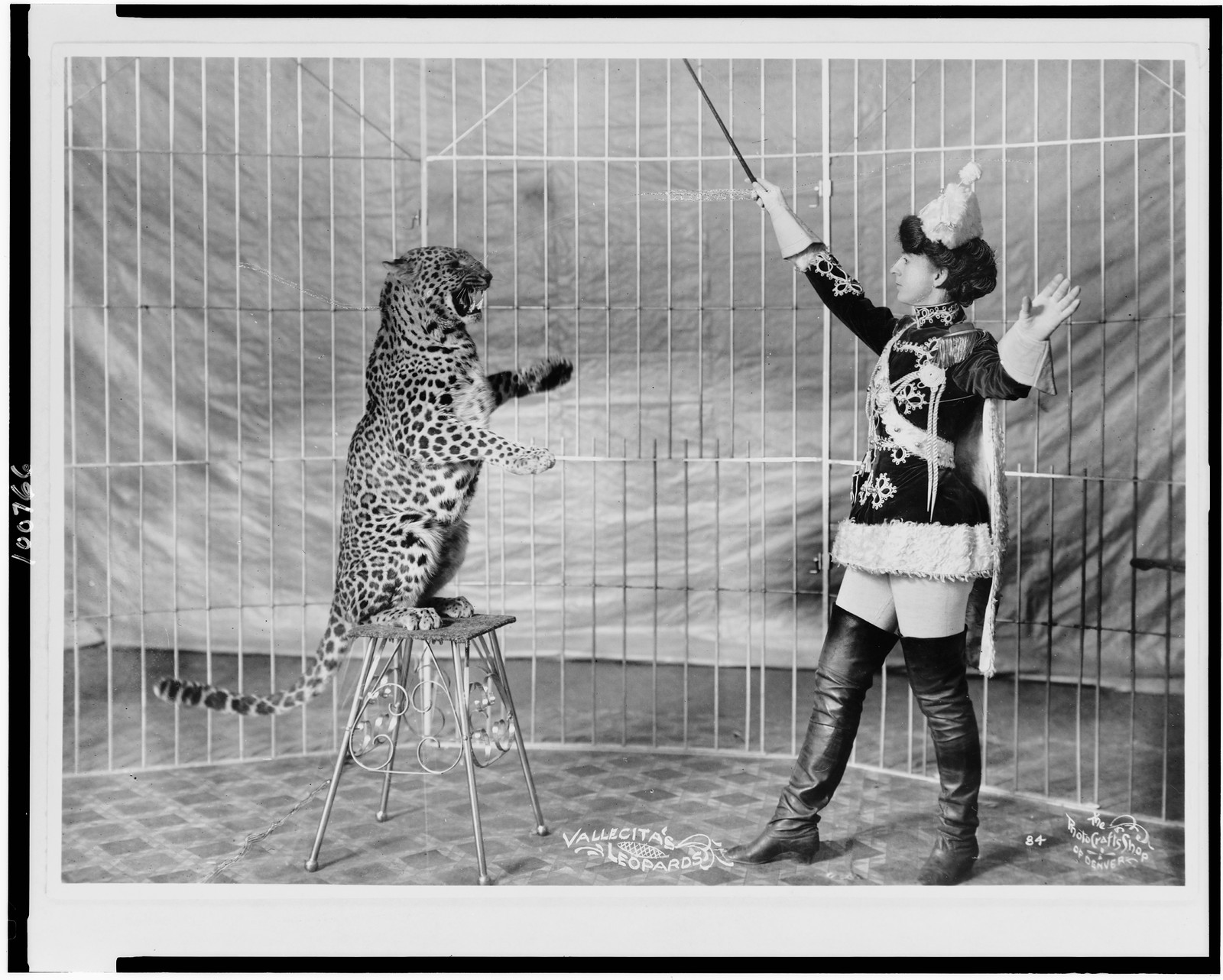 Vallecita's leopards / The Photo Crafts Shop of Denver., c1906. — historic photograph