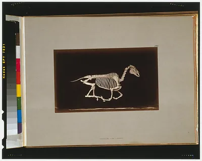 Skeleton of horse. Running. Off the ground