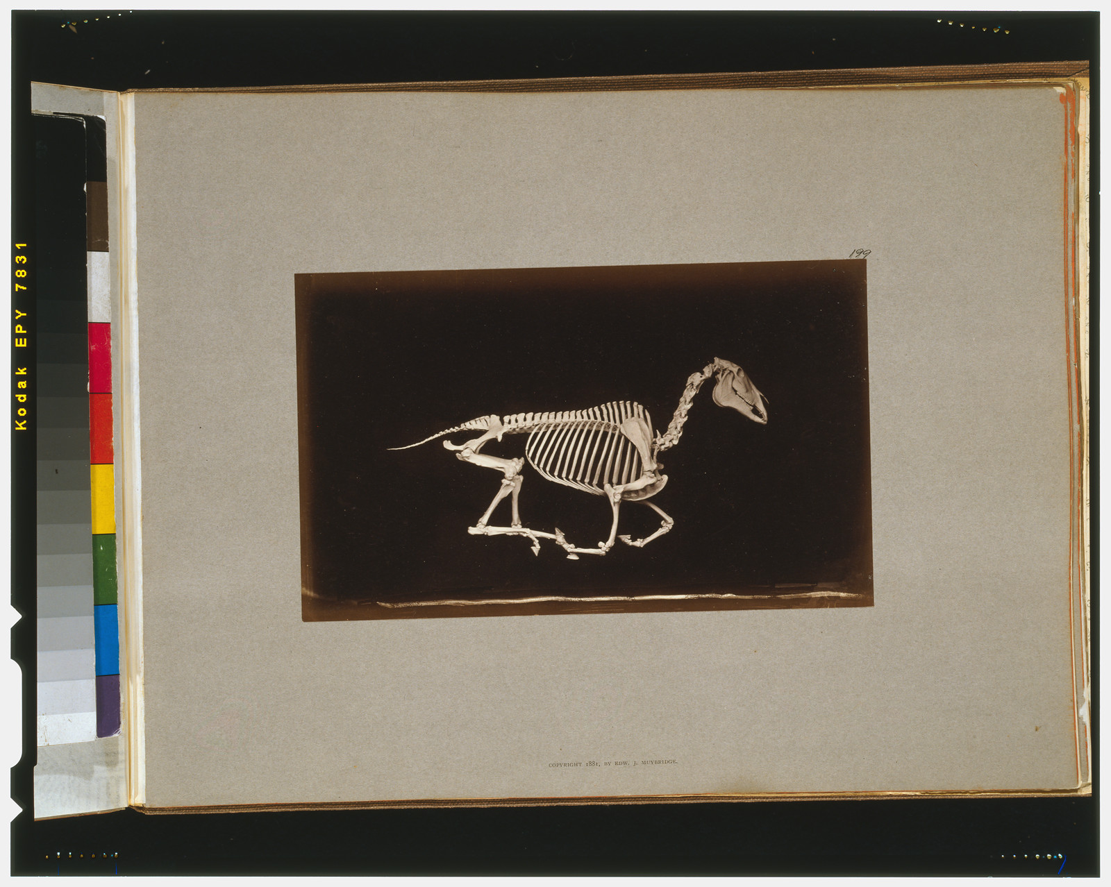 Skeleton of horse. Running. Off the ground, [San Francisco] : Muybridge, c1881. — historic photograph