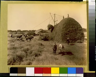 Stockdale ranch--Stacking alfalfa hay