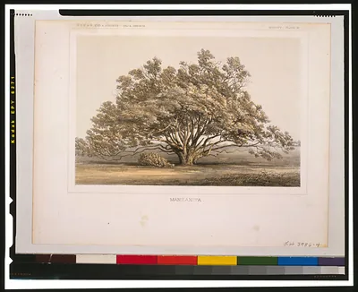 Manzanita