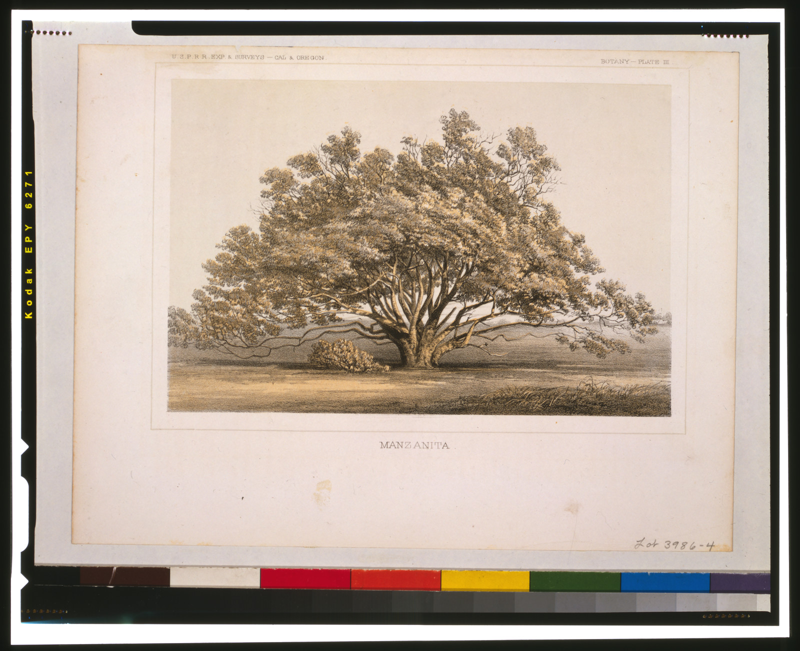 Manzanita, [ca. 1855] — antique lithograph