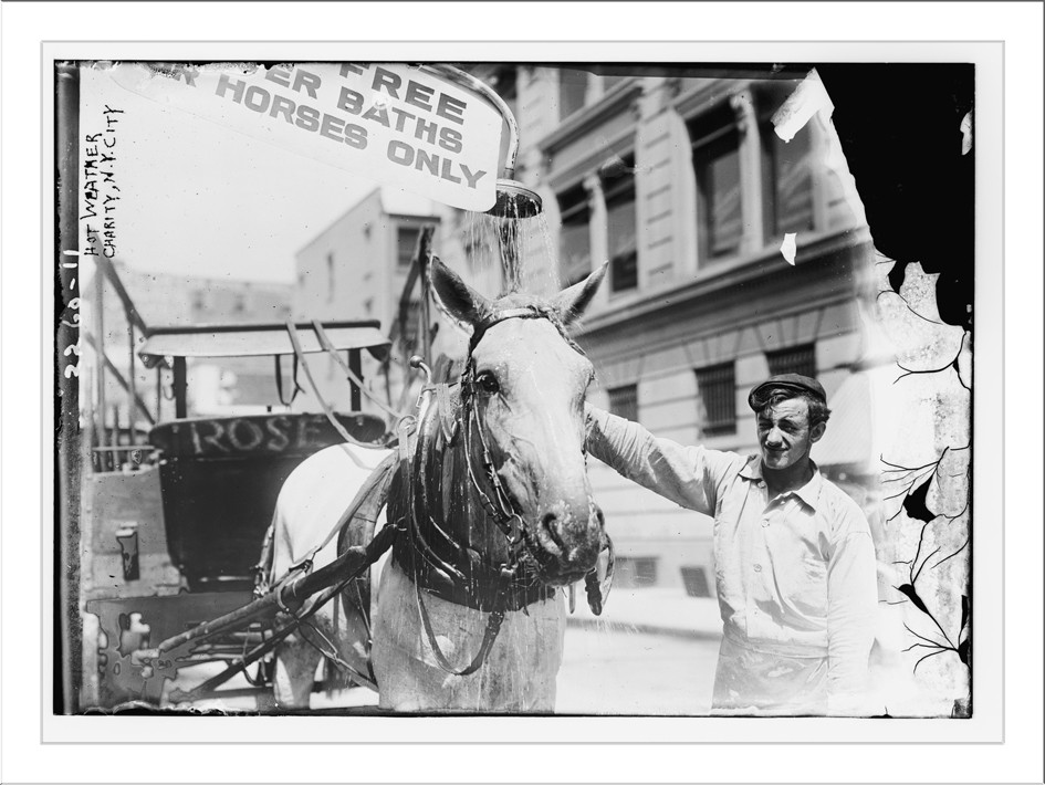Hot weather Charity horse N.Y.C., n/a — historic photograph